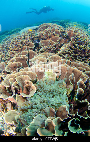 Korallenriff-Szene, Komodo National Park, Indonesien Stockfoto