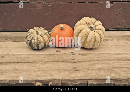 Cucurbita Pepo, Squash Stockfoto