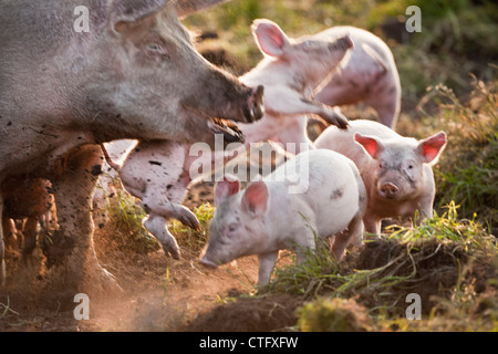 Die Niederlande, Kortenhoef, Schweine. Sau und Ferkel. Stockfoto