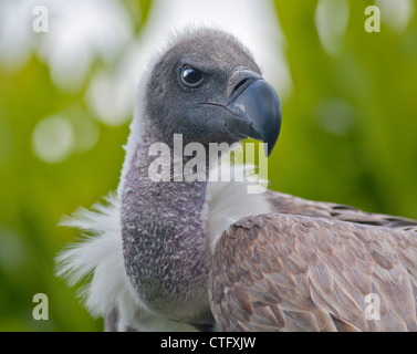 Afrikanische White Backed Vulture (abgeschottet Africanus) Stockfoto