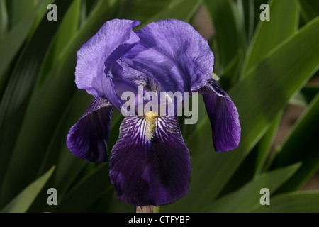 Bild: Steve Race - die Blüte der Lilie (Iris Germanica), Spanien. Stockfoto