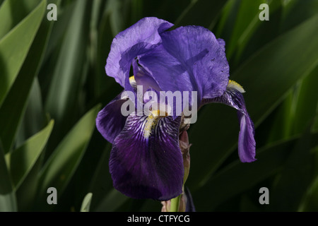 Bild: Steve Race - die Blüte der Lilie (Iris Germanica), Spanien. Stockfoto