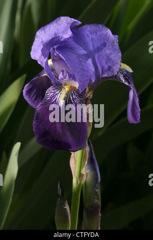 Bild: Steve Race - die Blüte der Lilie (Iris Germanica), Spanien. Stockfoto