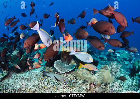 Gili Lawa, Komodo Nationalpark, Indonesien, Indischer Ozean Stockfoto