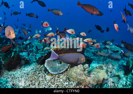 Gili Lawa, Komodo Nationalpark, Indonesien, Indischer Ozean Stockfoto