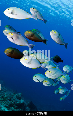 Gili Lawa, Komodo Nationalpark, Indonesien, Indischer Ozean Stockfoto