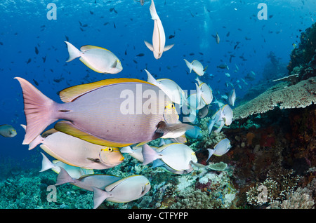 Gili Lawa, Komodo Nationalpark, Indonesien, Indischer Ozean Stockfoto