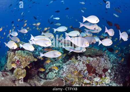 Gili Lawa, Komodo Nationalpark, Indonesien, Indischer Ozean Stockfoto