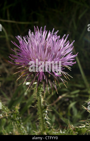 Bild: Steve Race - die Blume der Distel (Blütenstandsboden hier) wächst in Katalonien, Spanien. Stockfoto
