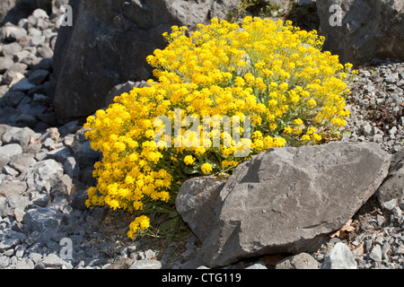 Korb mit Gold, Aurinia Inselbogens, Brassicaceae, Botanischer Garten, Düsseldorf, Nordrhein-Westfalen, Deutschland Stockfoto