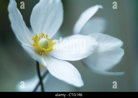 Anemone Japonica, Anemone, japanische anemone Stockfoto