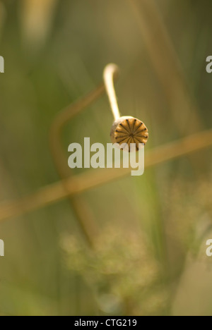 Papaver Rhoeas, Mohn Stockfoto