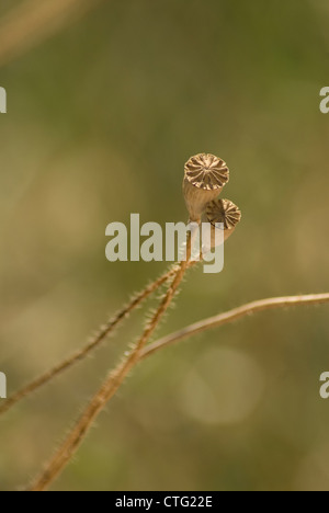 Papaver Rhoeas, Mohn Stockfoto