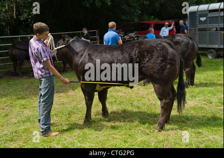 Rinder warten für die Beurteilung bei kleinen ländlichen Land Show am Bauernhof bei Cwmdu Powys Wales UK Stockfoto