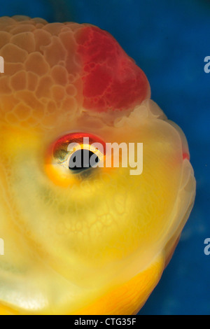 Oranda Lionhead Goldfisch, Carassius Auratus, Ciprinidae Lionhead Goldfisch. CCyprinidae Lionhead Goldfisch, Chinesisch Stockfoto