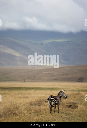 einzelne Zebra in Tansania Stockfoto
