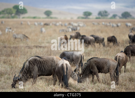 Herde von Gnus Beweidung in Tansania Stockfoto