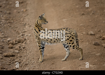 Serval getupft Raubkatze in Tansania Stockfoto
