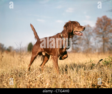 1960ER JAHRE IRISH RED SETTER JAGDHUND IN HERBST FELD ZEIGT Stockfoto