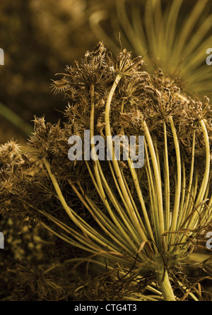 Daucus Carota 'Egmont Gold', Karotte Stockfoto