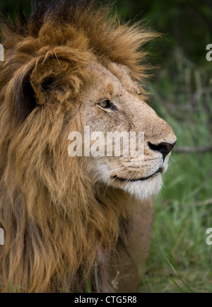 männliche Löwen in Tansania Stockfoto