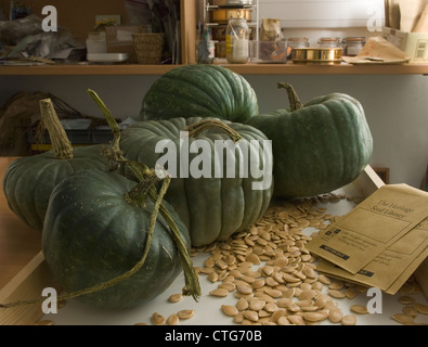 Curcubita Maxima 'Queensland blue', Kürbis Stockfoto