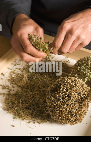 Allium Ampeloprasum ' Kelvedon King', Lauch Stockfoto