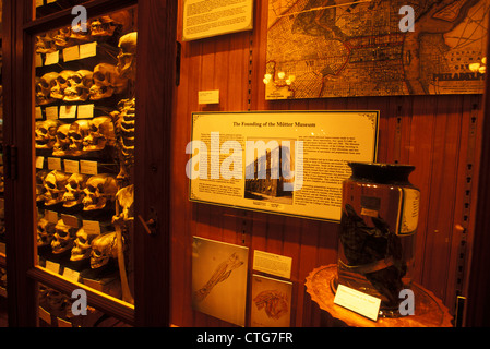 PHILADELPHIA PA SAMMLUNG VON MENSCHLICHEN SCHÄDELN AUF ANZEIGE IM MUSEUM MUTTER Stockfoto