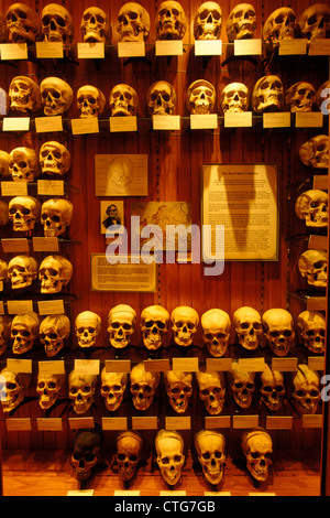 PHILADELPHIA PA SAMMLUNG VON MENSCHLICHEN SCHÄDELN AUF ANZEIGE IM MUSEUM MUTTER Stockfoto