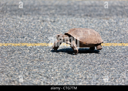 Gopherschildkröte (Gopherus polyphemus) zu Fuß auf der Straße in der Nähe von Emeralda Marsh in Zentralflorida Stockfoto
