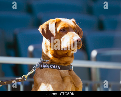 NYPD Bomb Squad Hund bei einem Baseball-Spiel Stockfoto