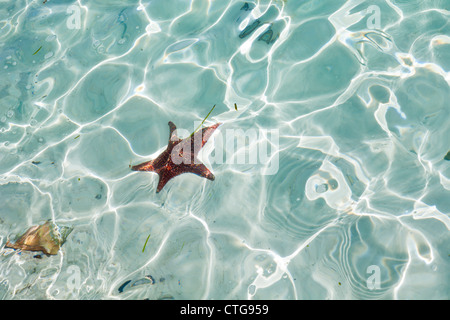 Starfish and shells in shallow water near beach at Half Moon Cay, Bahamas Stockfoto