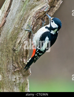 Größere Spotted Woodpecker (Dendrocopos großen) genannt manchmal Buntspecht ein Eingeborener des Vereinigten Königreichs ein Wald Vogel Stockfoto