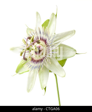 Passiflora Caerulea, Passionsblume, einzelne weiße und violette Blume vor einem weißen Hintergrund. Stockfoto