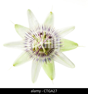 Passiflora Caerulea, Draufsicht auf eine einzelne Passionsblume vor einem weißen Hintergrund. Stockfoto