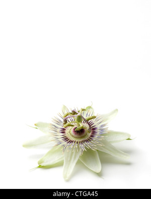 Passiflora Caerulea, Passionsblume Stockfoto