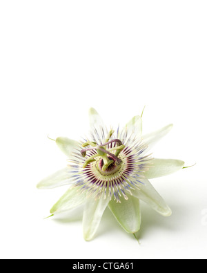 Passiflora Caerulea, Passionsblume Stockfoto