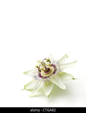 Passiflora Caerulea, Passionsblume Stockfoto