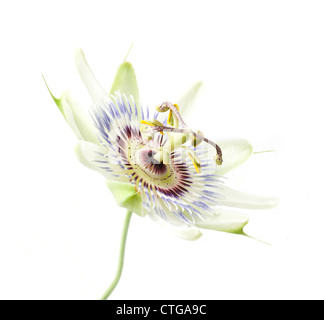 Passiflora Caerulea, Passionsblume Stockfoto