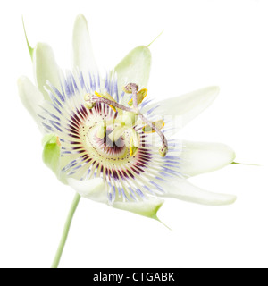 Passiflora Caerulea, Passionsblume Stockfoto