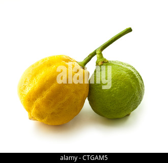 Citrus Bergamia, Bergamotte, gelbe und grüne Früchte an einem Stiel vor einem weißen Hintergrund. Stockfoto