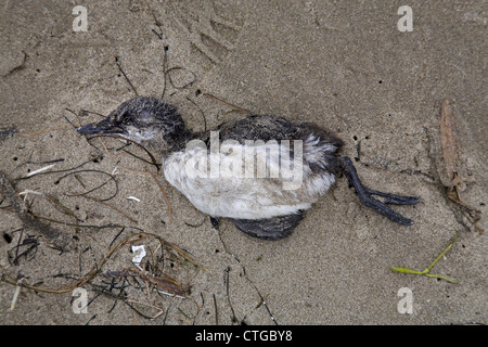 Baby common Murre Küken tot am Strand in Newport, Oregon. Stockfoto