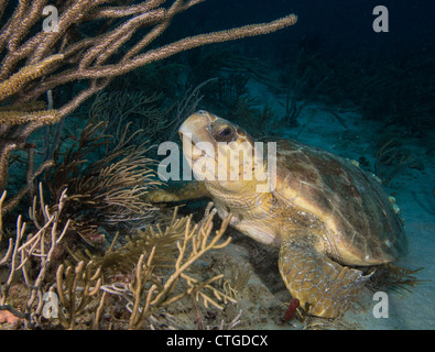 Unechte Karettschildkröte (Caretta Caretta) in West Palm Beach, FL, USA Wrek Trek. Stockfoto