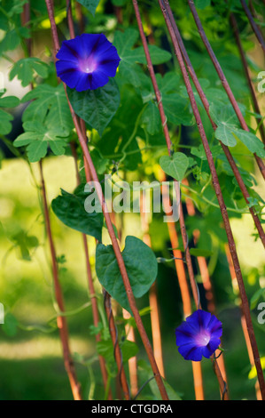 Ipomoea, Morning glory Stockfoto