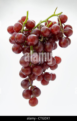 Haufen von hängenden rote Trauben auf weißem Hintergrund Stockfoto