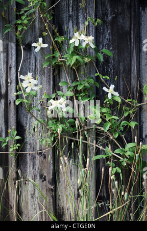 Clematis Montana, weiße Blüten auf Pflanze Überklettern Holzschuppen. Stockfoto