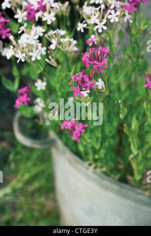 Silene Armeria, Leimkraut, rosa und weißen Blüten an einer Pflanze in einem Zink-Container in einem Garten. Stockfoto