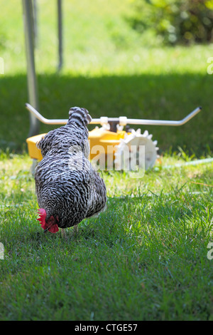 Schwarz / weiß Plymouth Rock oder Dominique Huhn Futtersuche auf Rasen mit einer gelben Traktor Rasensprenger im Hintergrund. Stockfoto