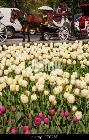 Tulpen am Grand Army Plaza, New York Stockfoto