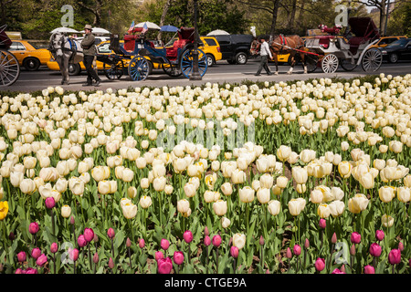 Tulpen am Grand Army Plaza, New York Stockfoto